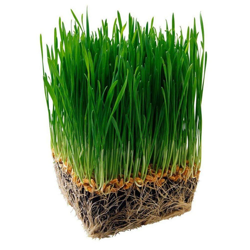 Cat Grass