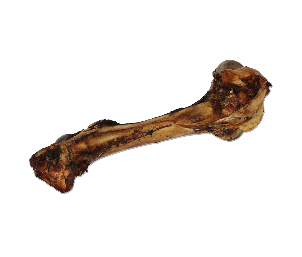 Open Range Cured Dino Bone