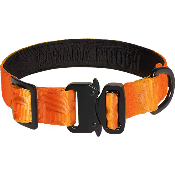 Canada Pooch Core Utility Collar | Orange Camo