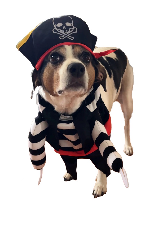 Black Paw-Irate Costume | Halloween | Dog