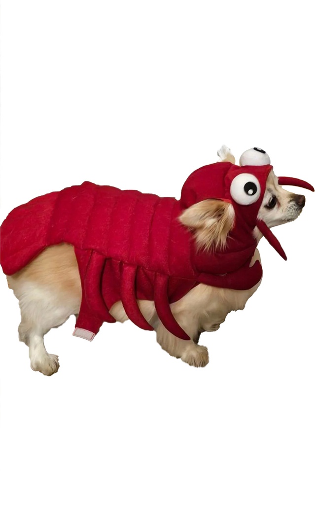 Paws &amp; Claws Costume | Halloween | Dog