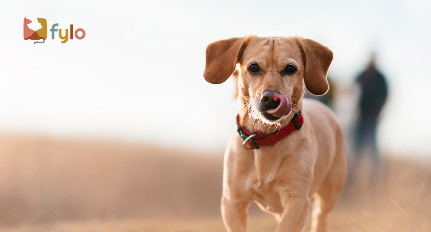 Fylo Pets Coquitlam Pet Store For Your Loved Ones